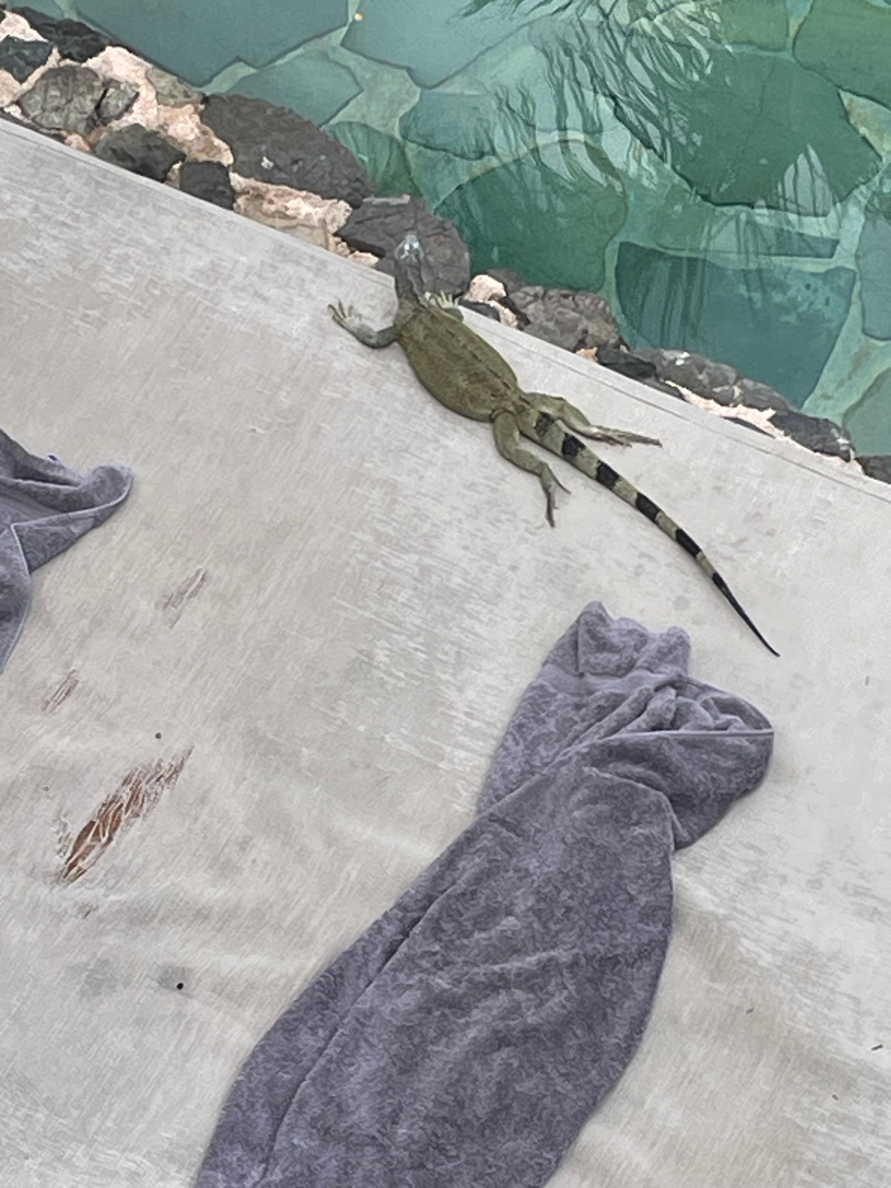 Loungers at main floor rooms are worn out 