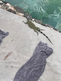 Loungers at main floor rooms are worn out