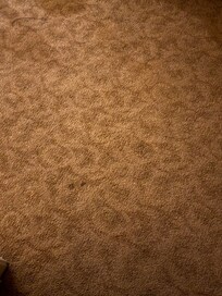 Numerous stains on all carpets