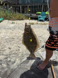 Flounder