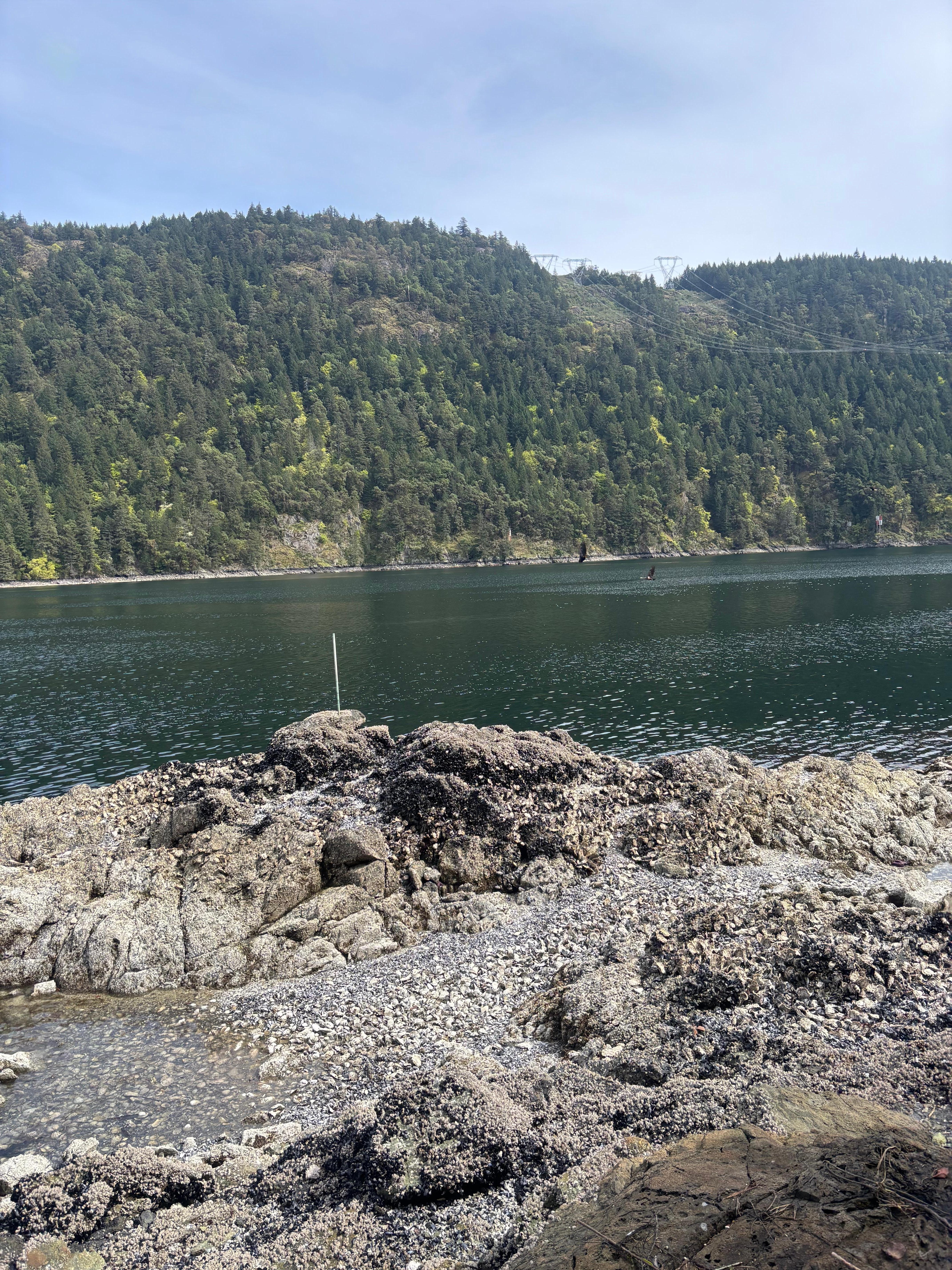 Watching eagles and seal play in front of us