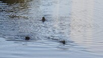 Otters