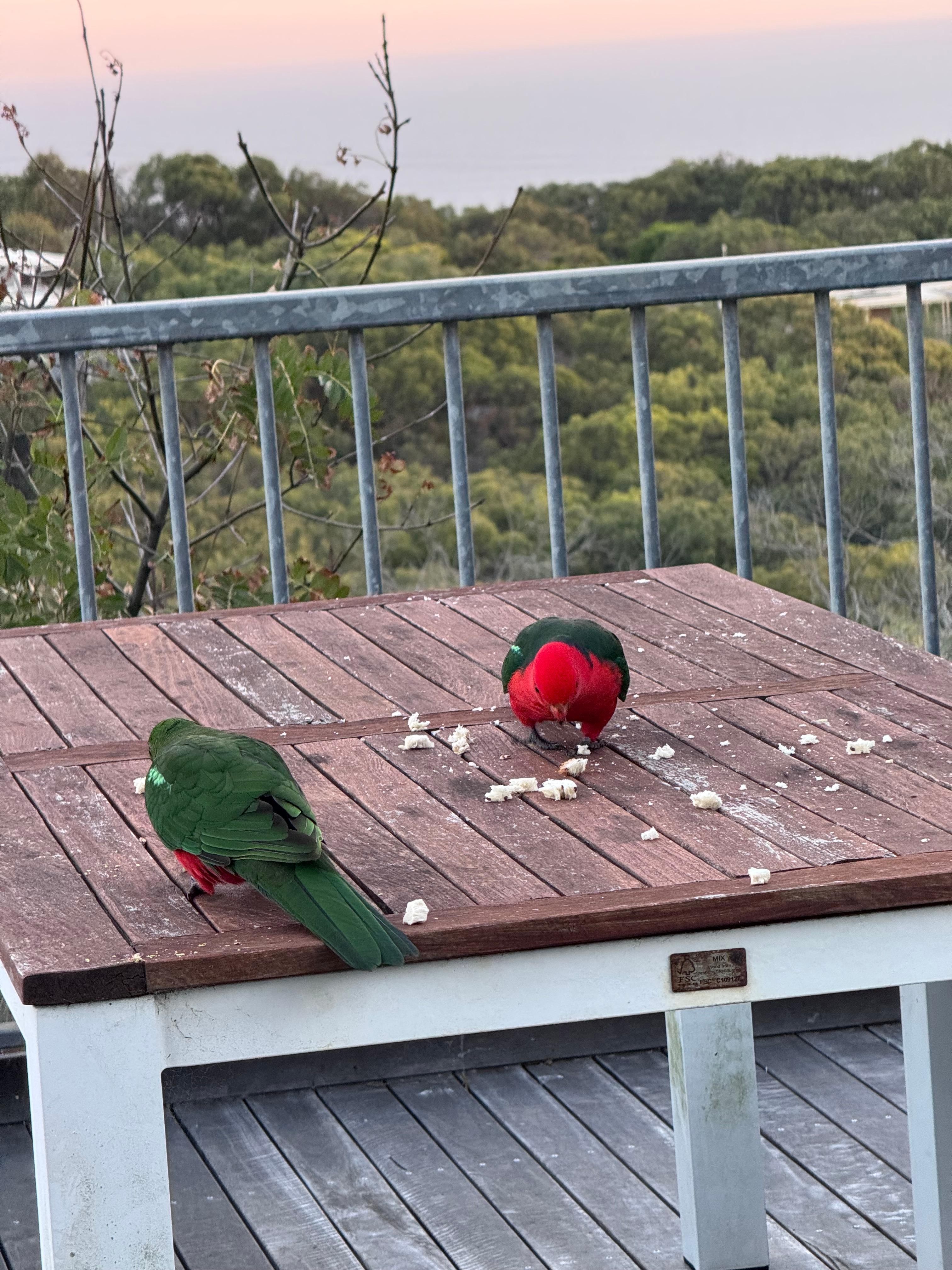 King parrots visiting