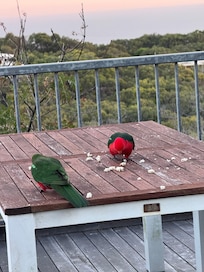 King parrots visiting