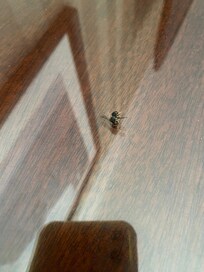 Dead fly on the table, glare/reflection due to the fly being on the glass protector on the table.