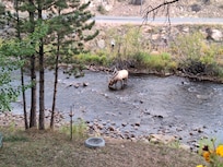 The elk put on a nice show for everyone on the first morning!