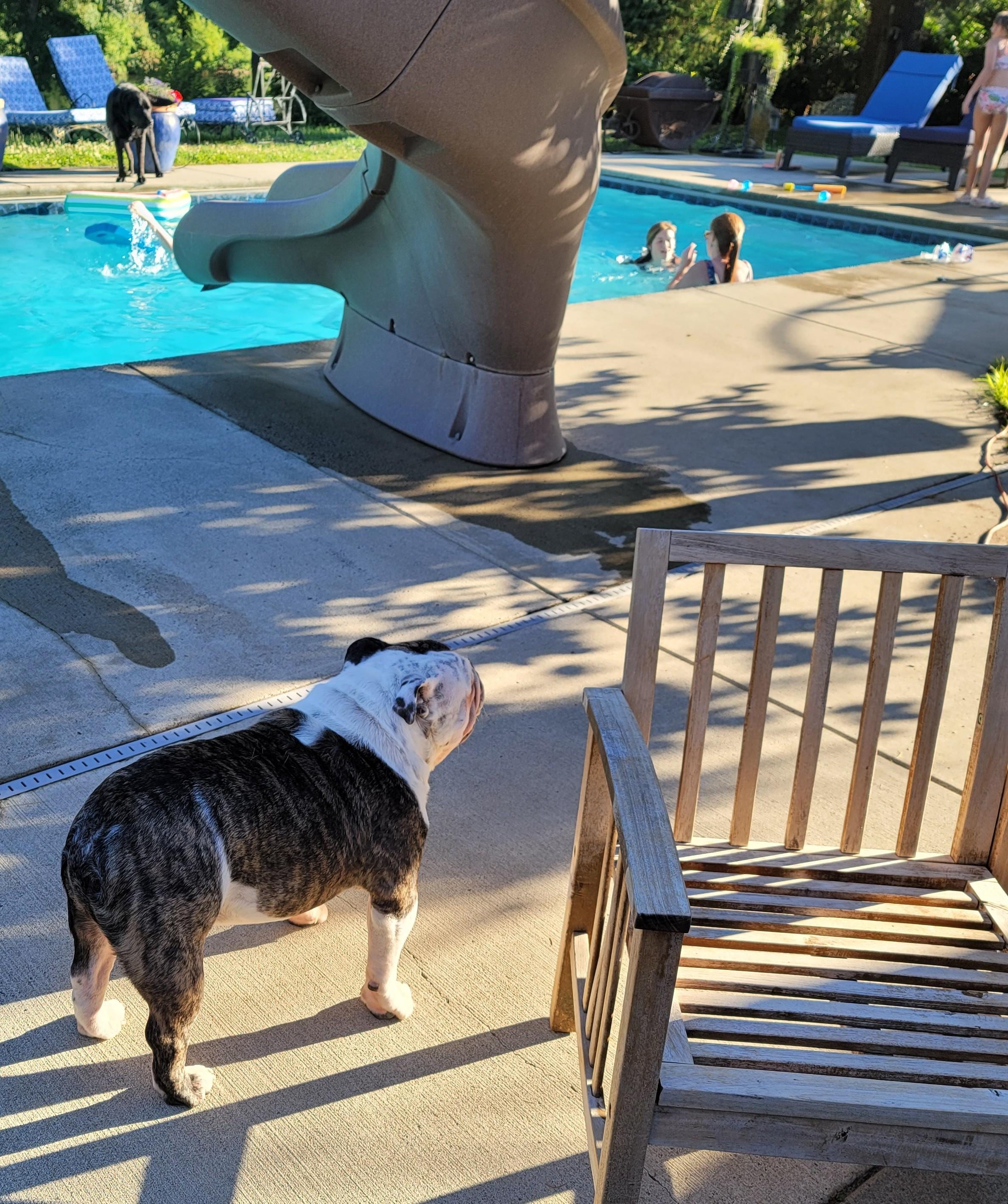 Percy loved the pool.