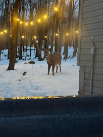 The deer were so sweet and docile. Were visiting daily.