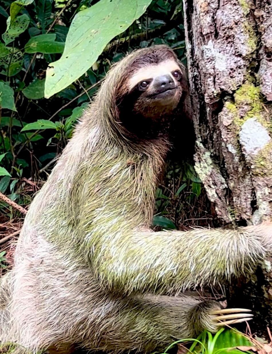 screen shot of our sloth neighbor.