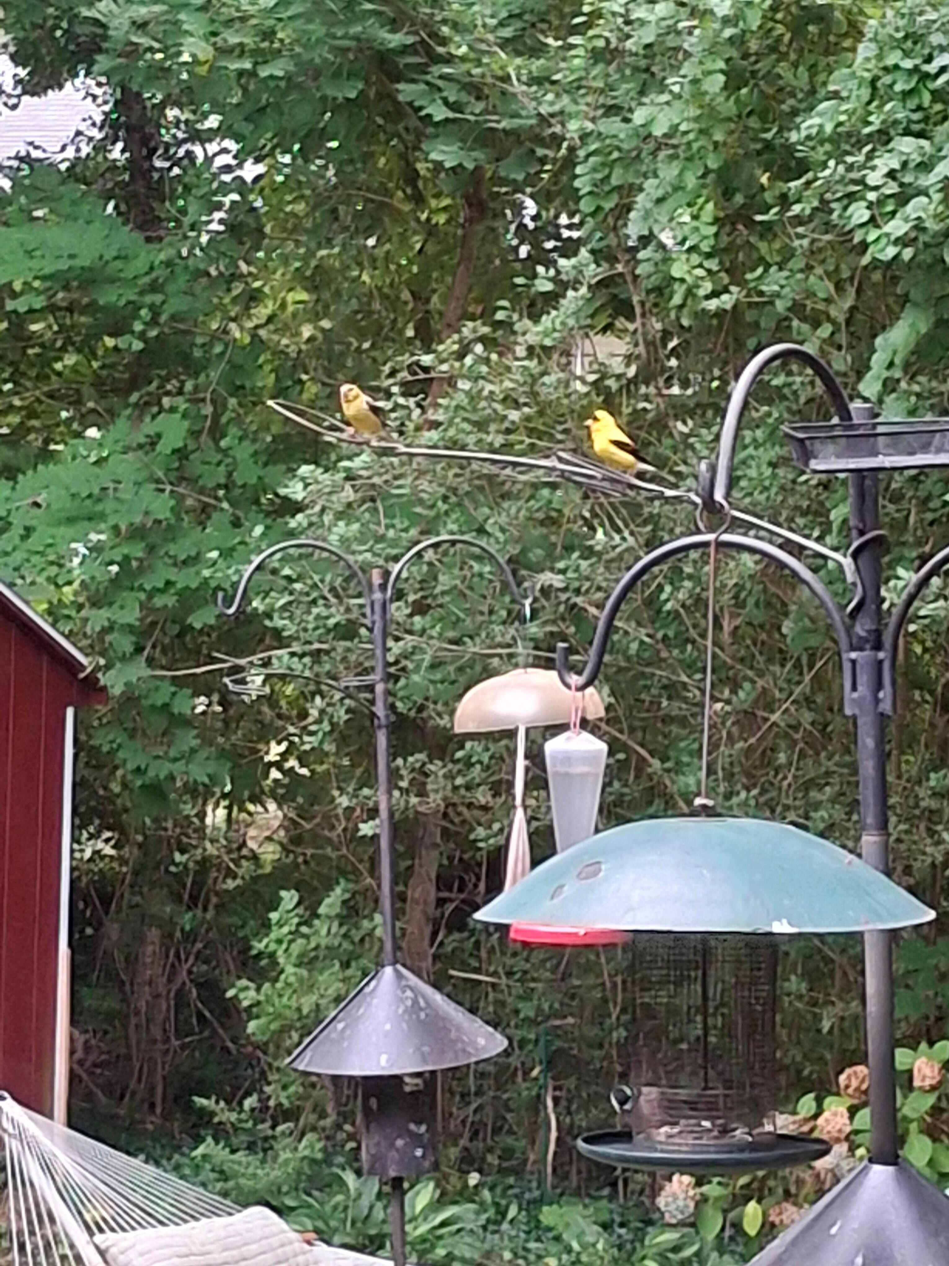 Birdfeeder in the backyard attracted some lovely birds 
