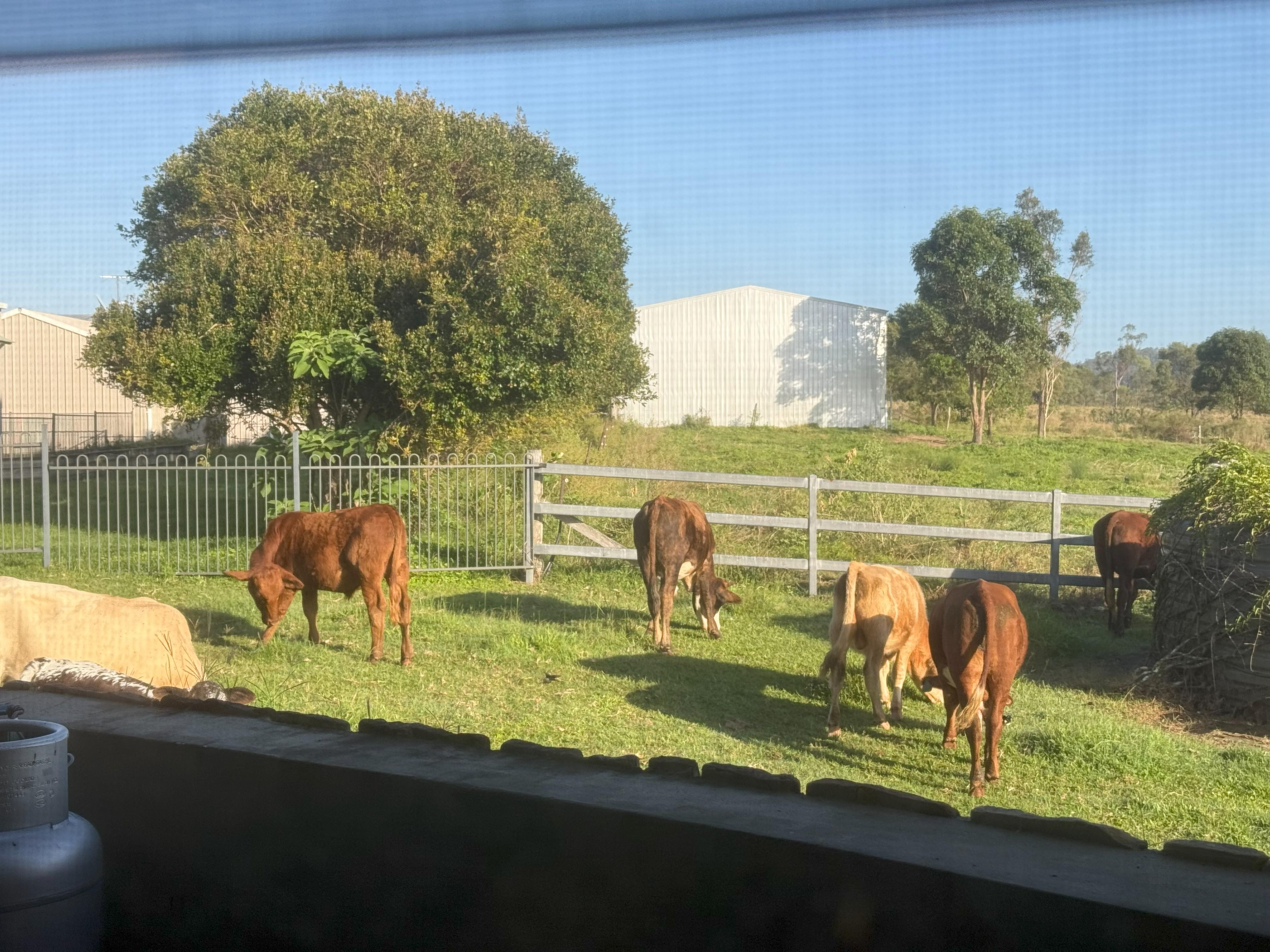 The cows often escape their paddocks and will retreat to the house yard.  They are quite nice and will be a friendly morning alarm but don't approach them and close the gate if you don't want them in.