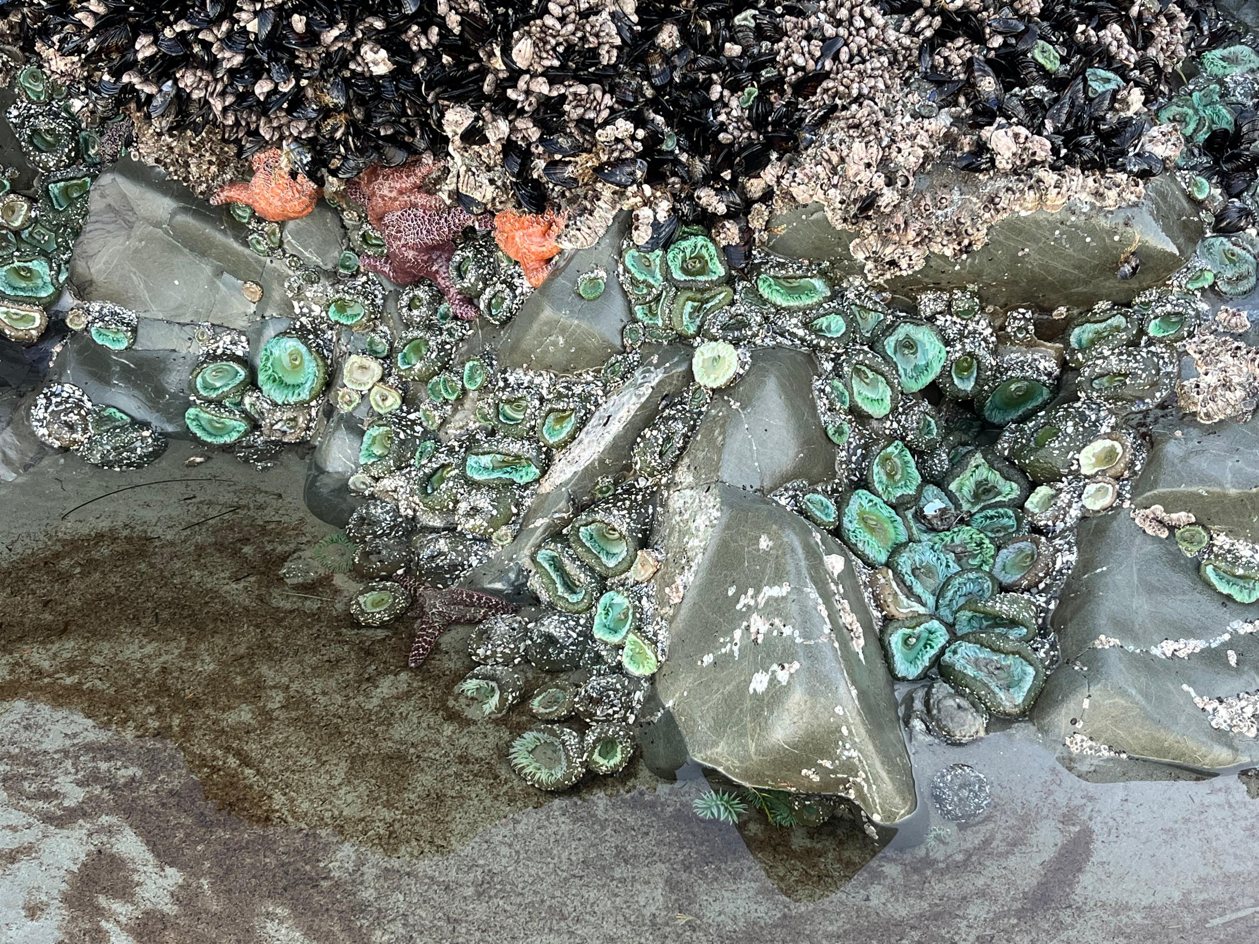 Morning bouquet. Chesterman