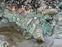 Morning bouquet. Chesterman