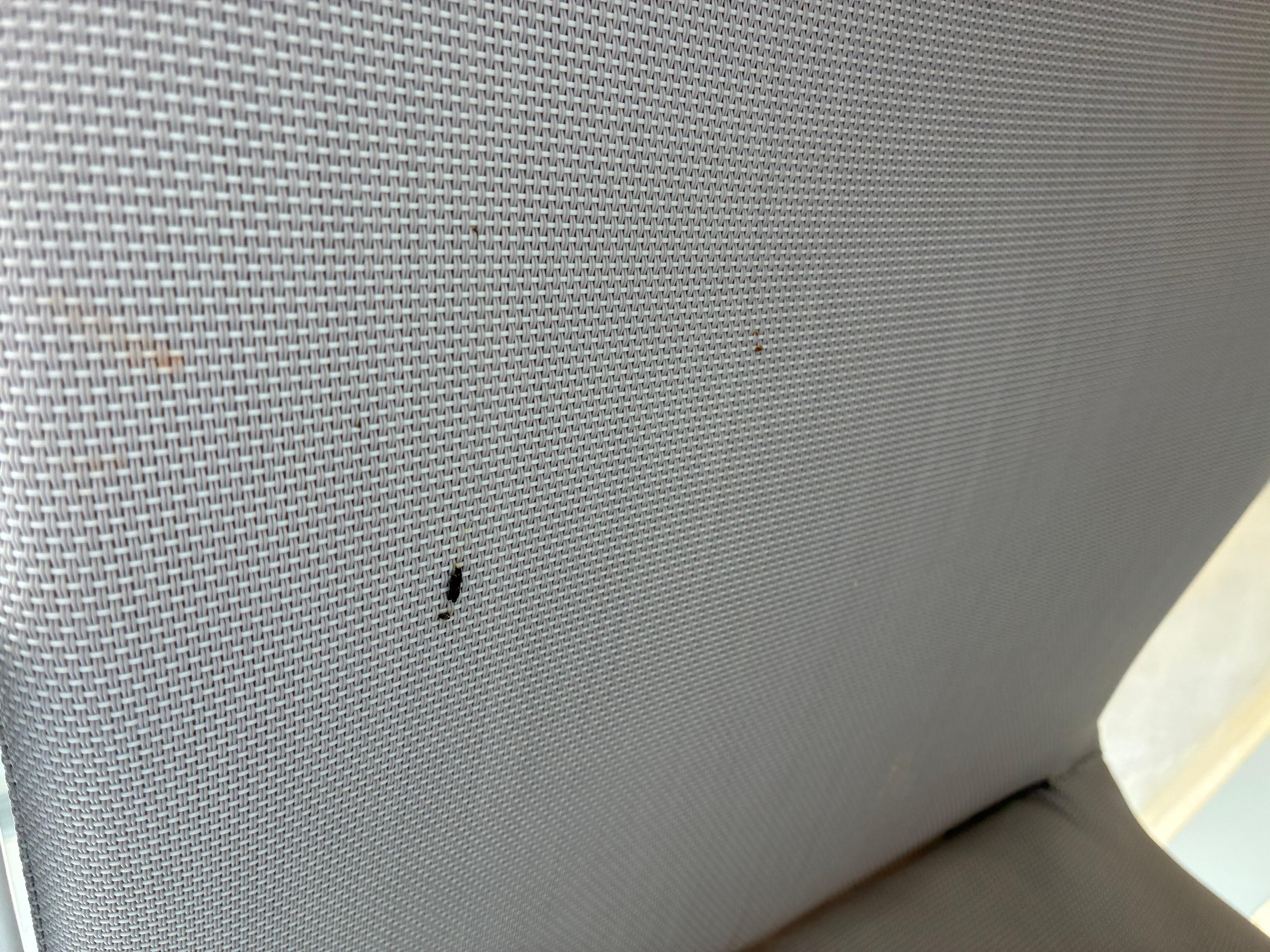 Faeces on the furniture 