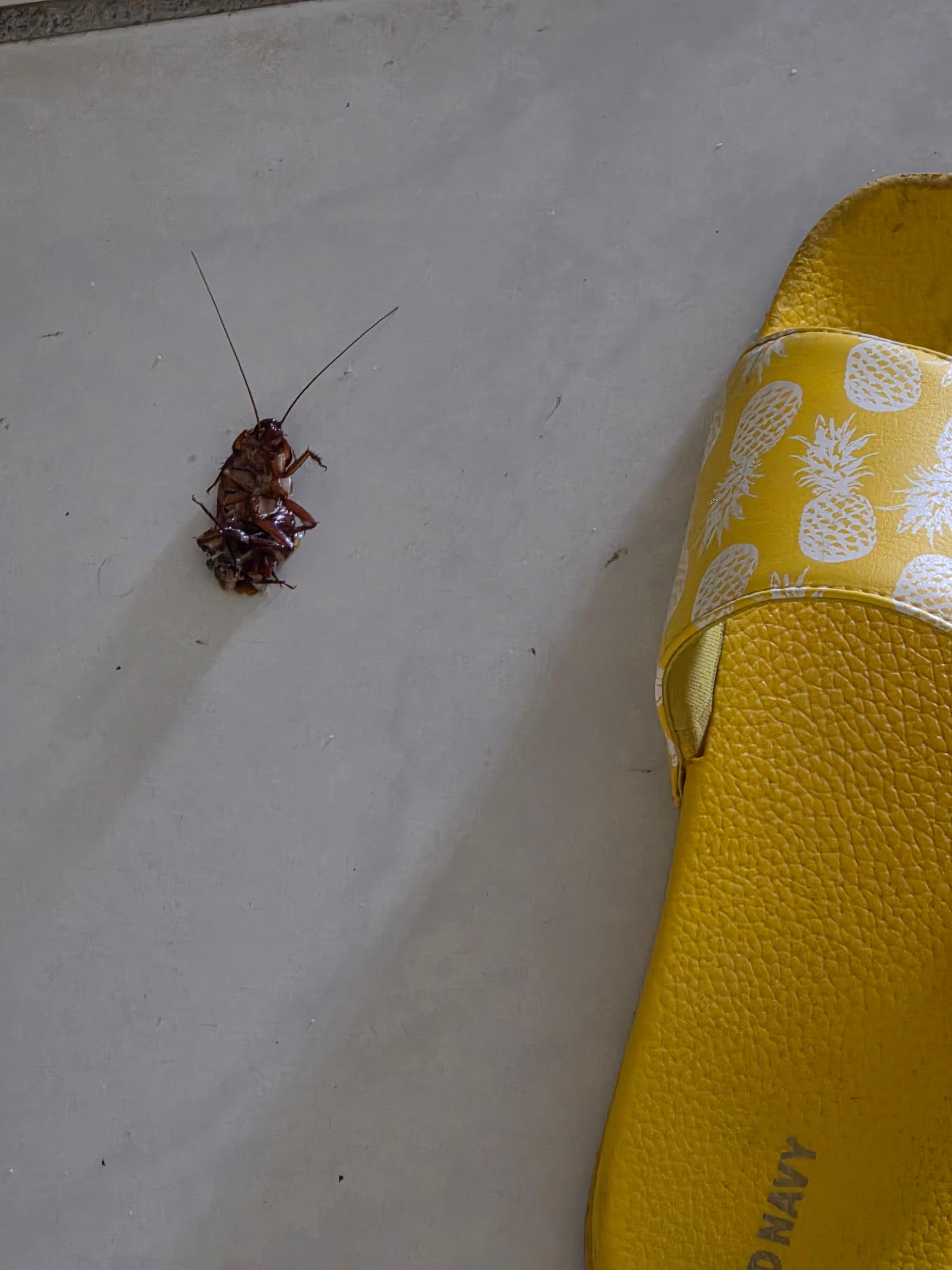 This roach was the size of 2 of my fingers. I was scared to kill it but I didn't want to find it some place else.