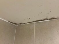 Mold