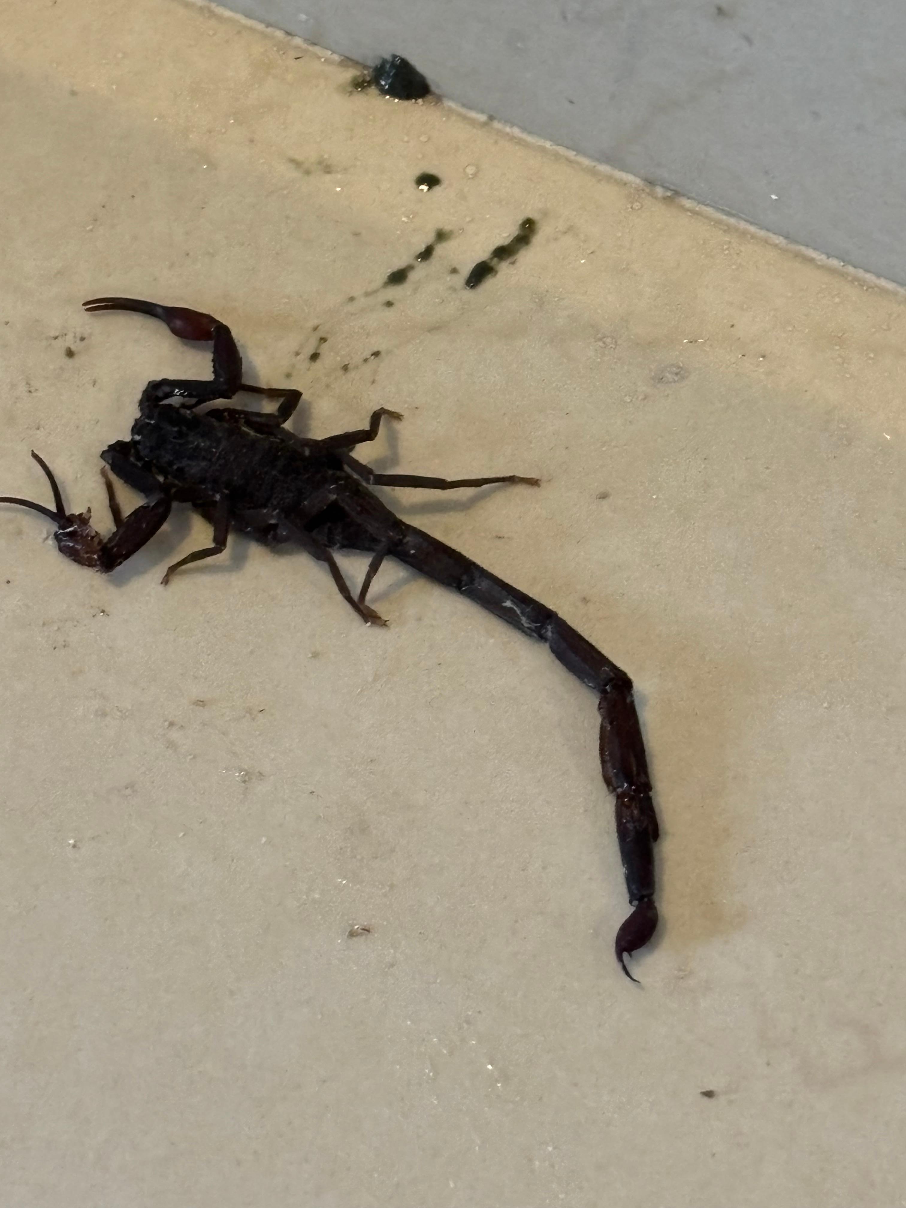 The scorpion that climbed on my arm in my room 