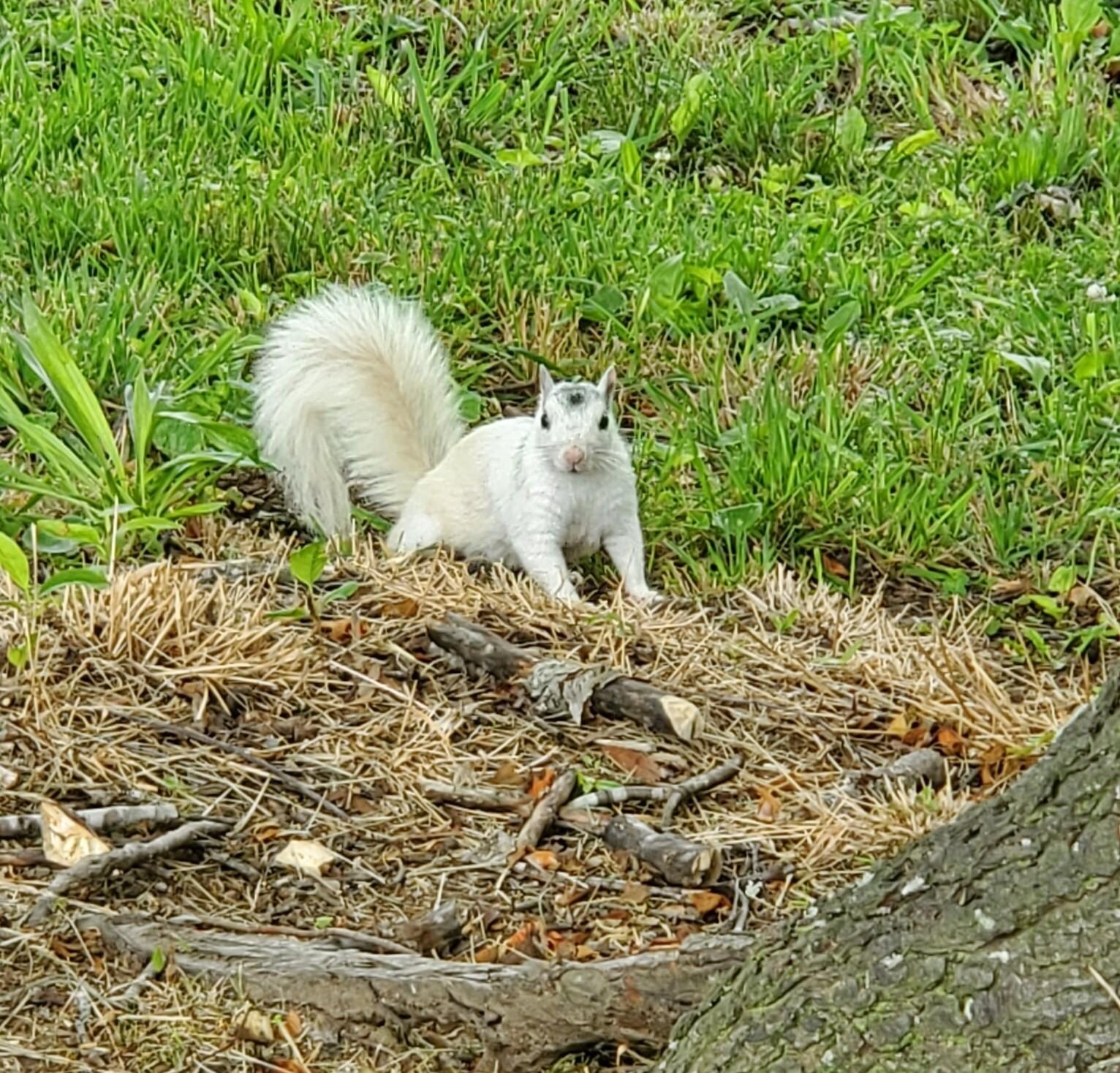 So fun to actually see a white squirrel up close!