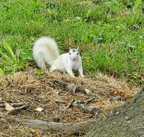 So fun to actually see a white squirrel up close!