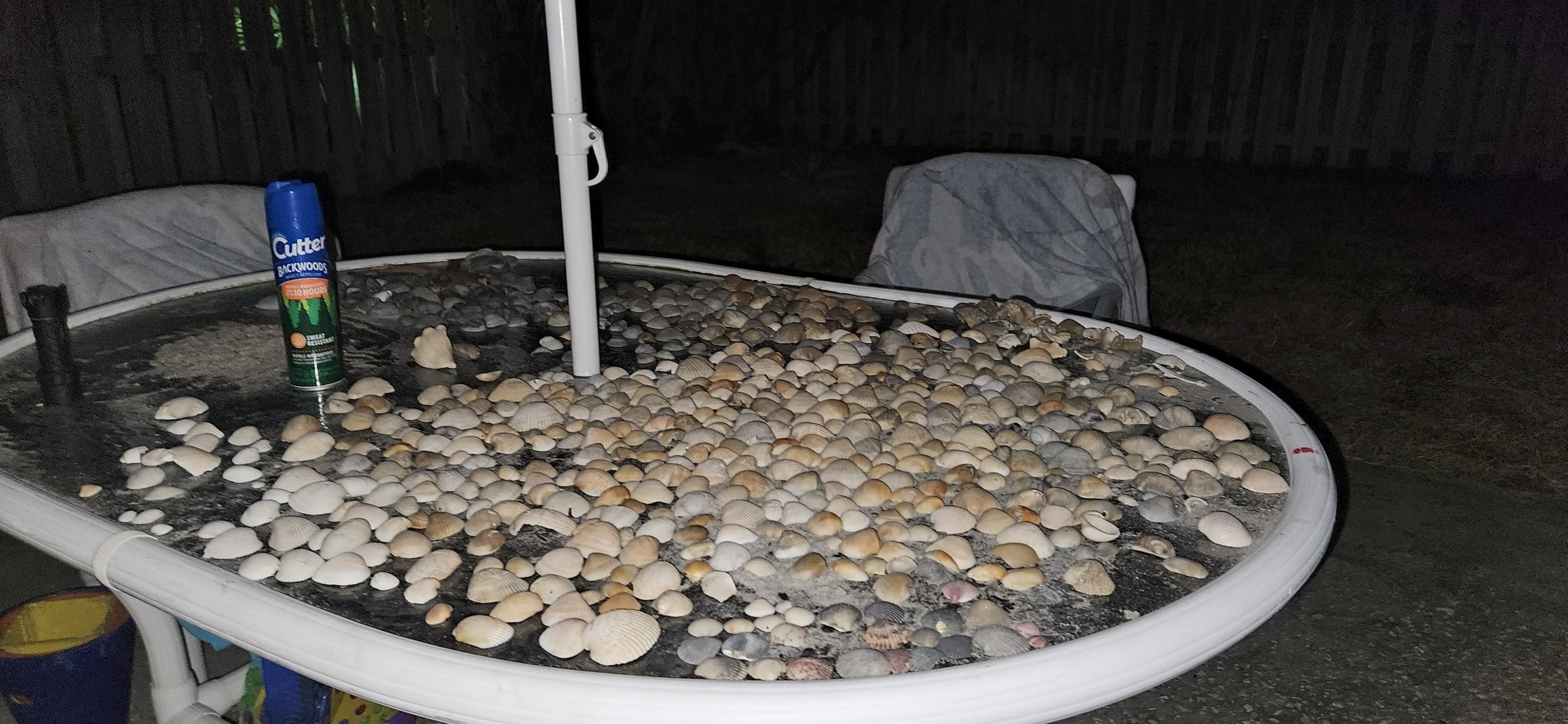 Shells from the beach!