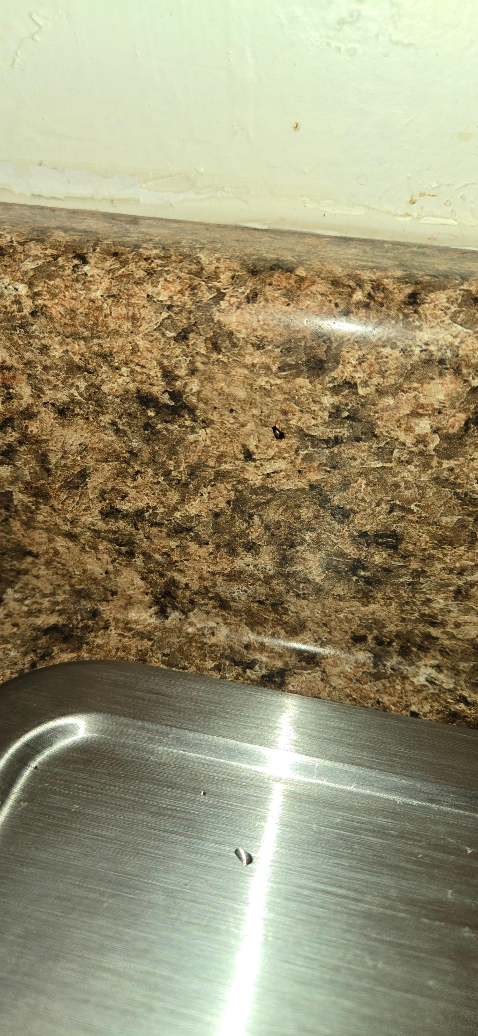 Went the the use the sink and a bunch of adult and baby roaches scattered i caught some pictures of them. 