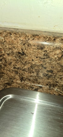 Went the the use the sink and a bunch of adult and baby roaches scattered i caught some pictures of them.