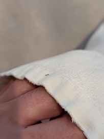 Ants