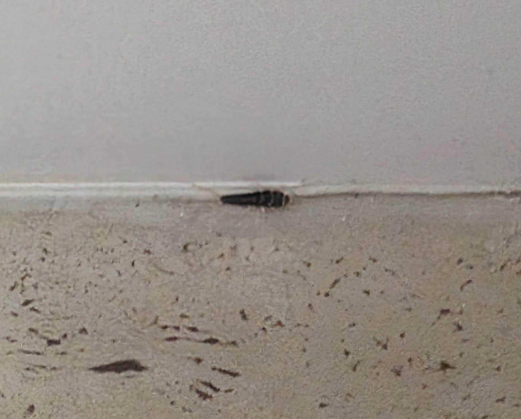 Bug that was crawling in the bathroom.