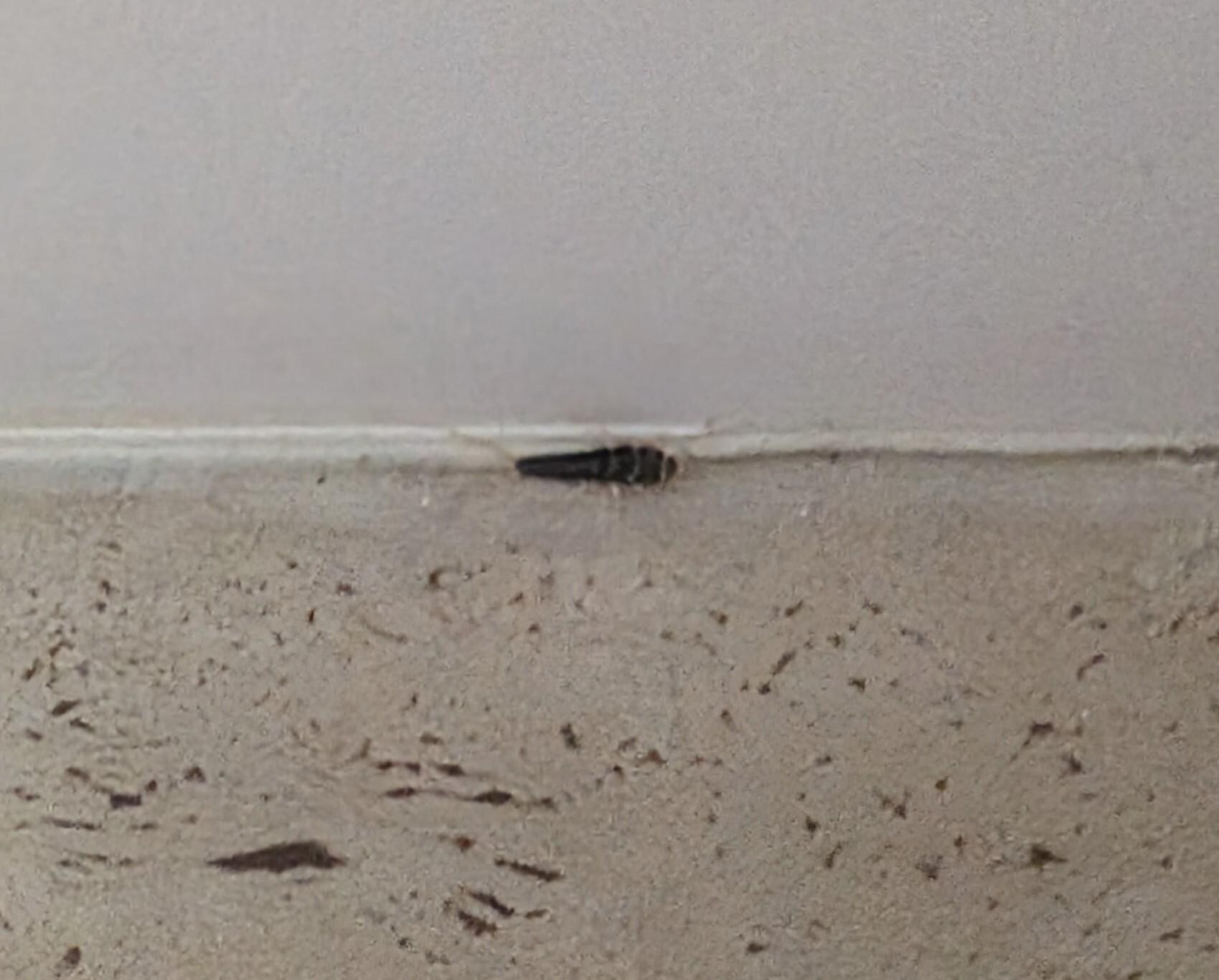 Bug that was crawling in the bathroom.