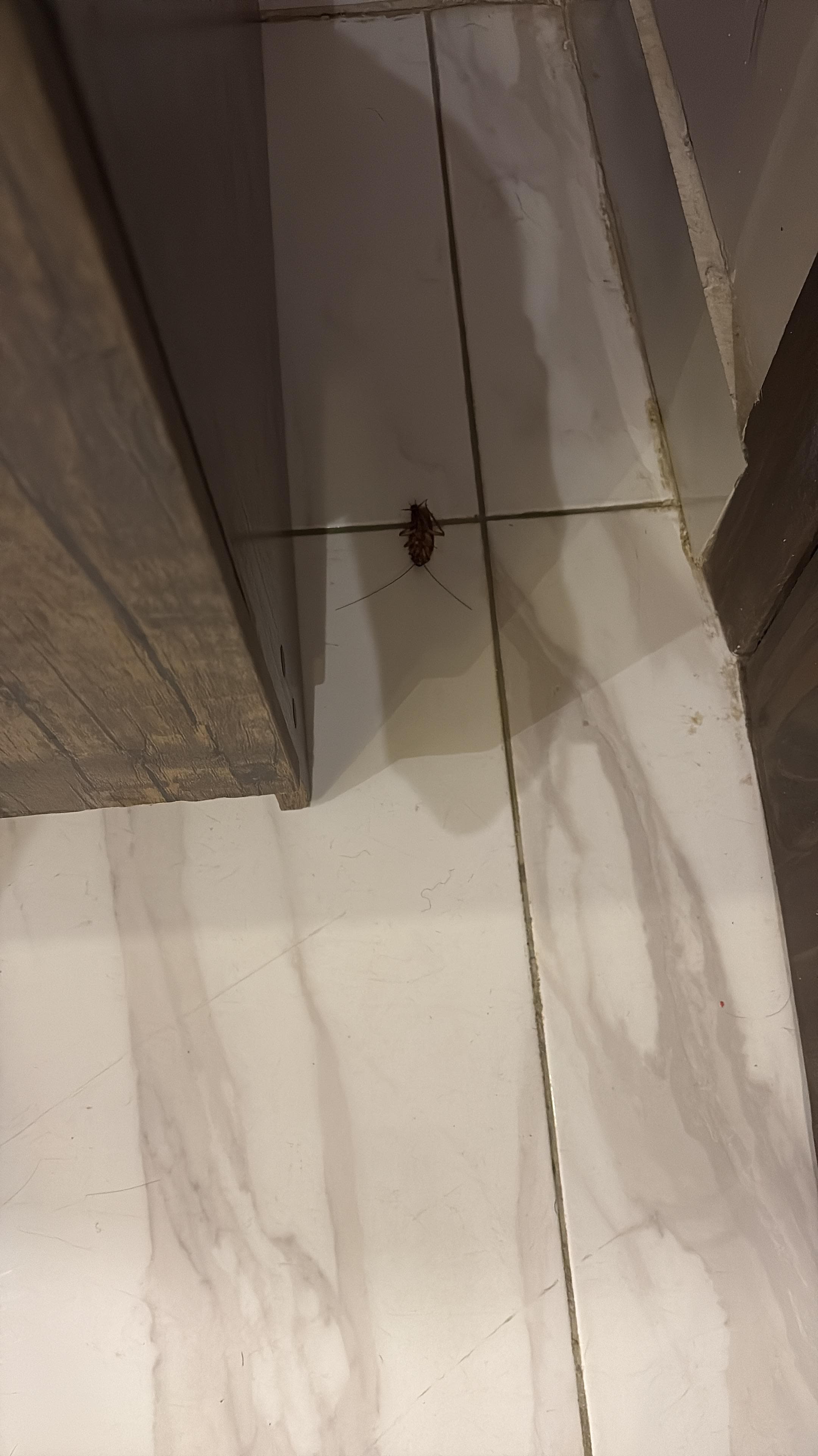 Bedroom cockroach 