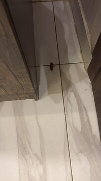 Bedroom cockroach