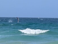 Humpback whale
