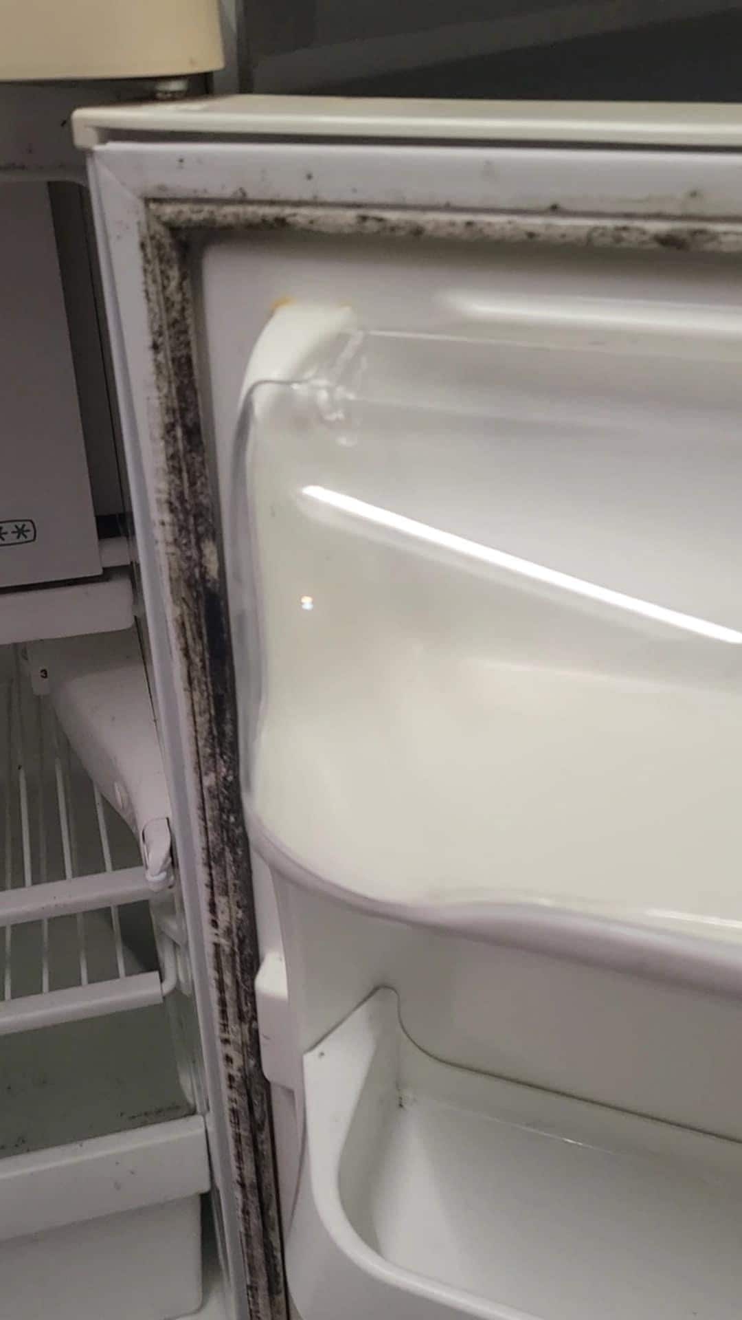 Mold on fridge door.