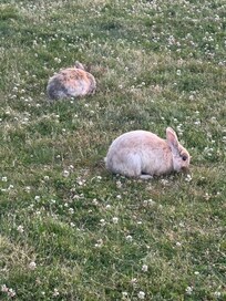 Wild rabbits @ hotel