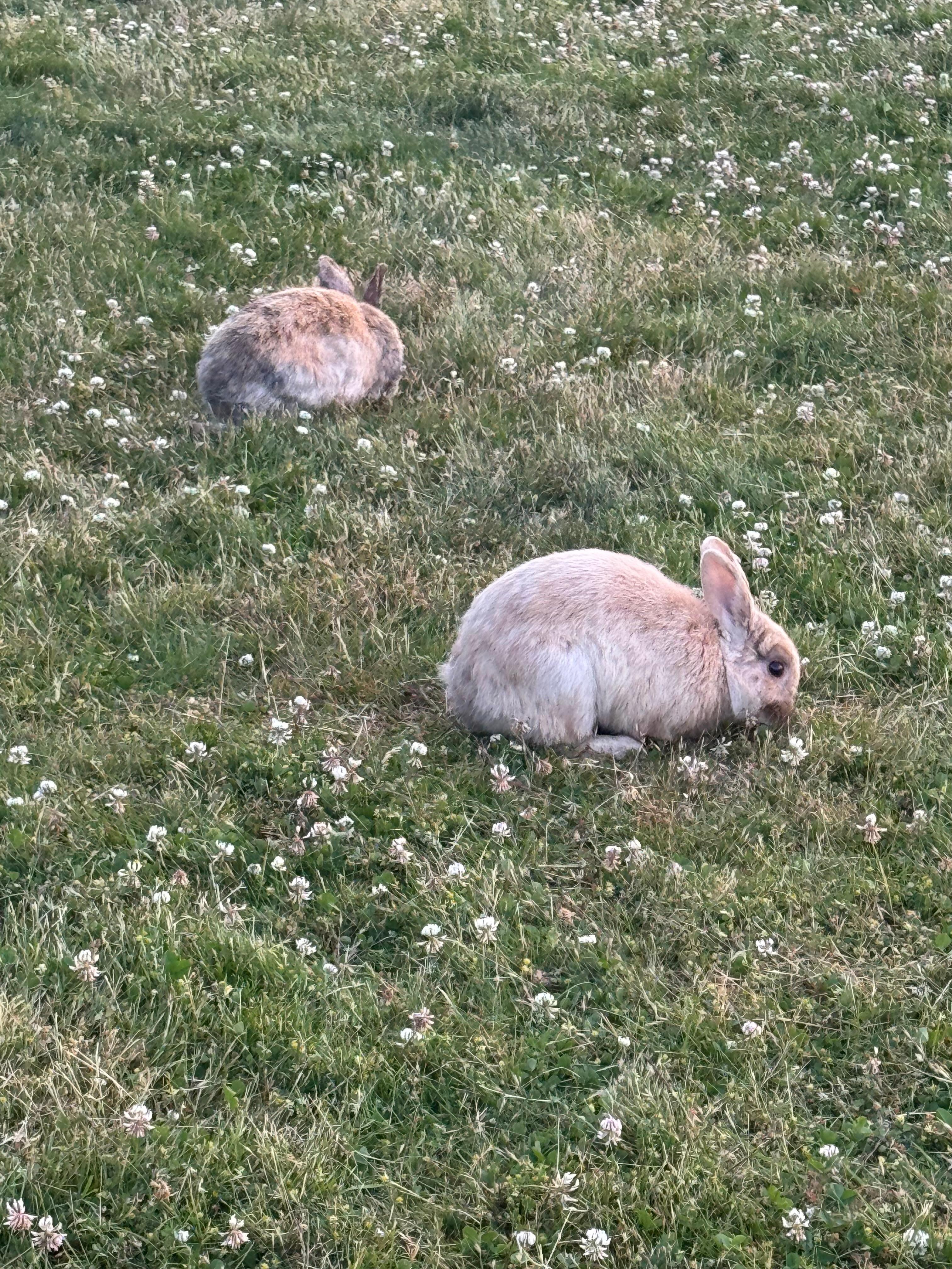 Wild rabbits @ hotel