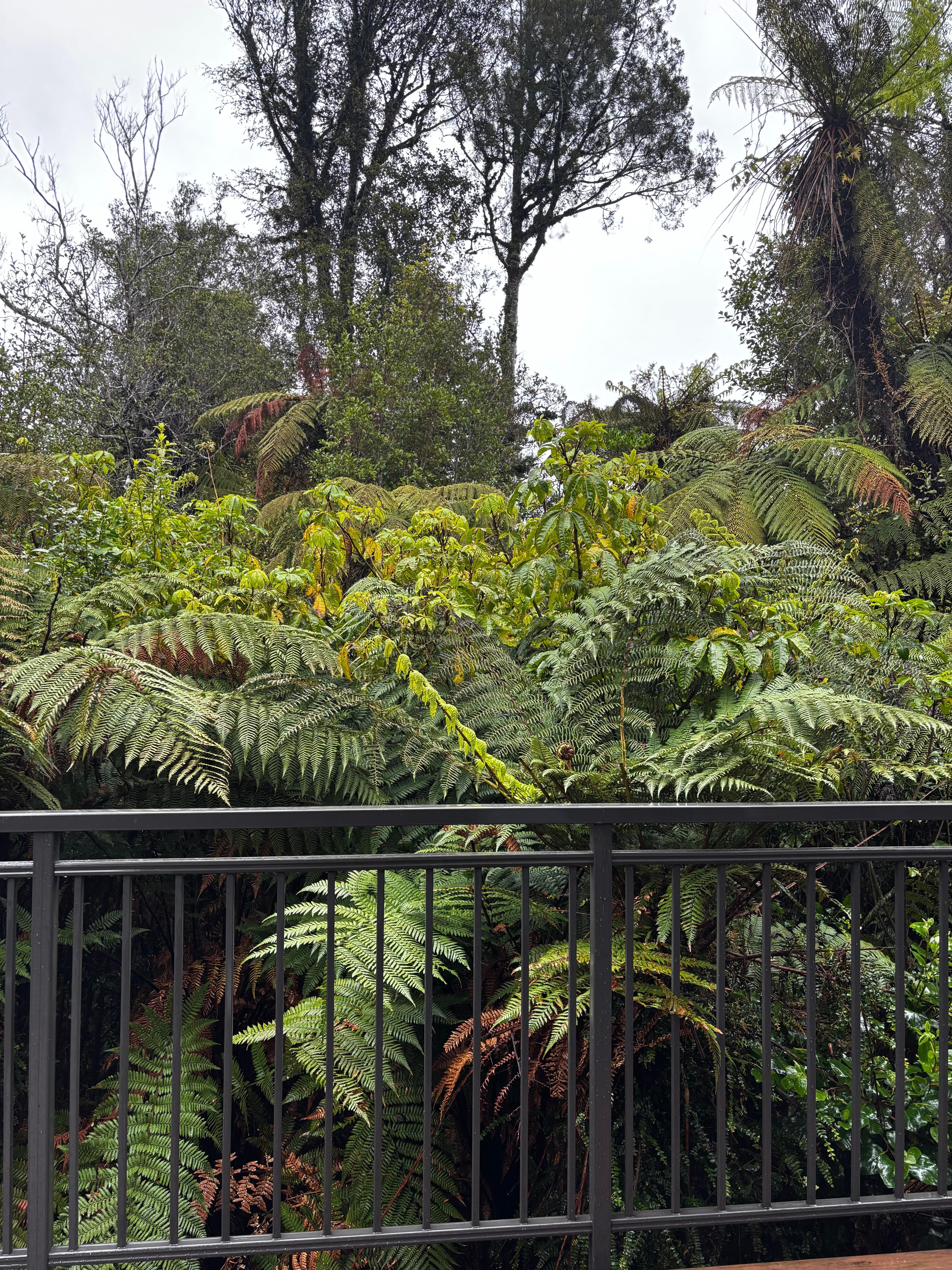 View of the forest from the balcony.