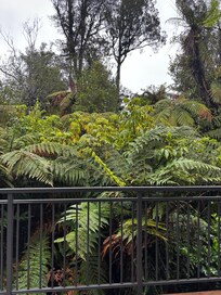 View of the forest from the balcony.