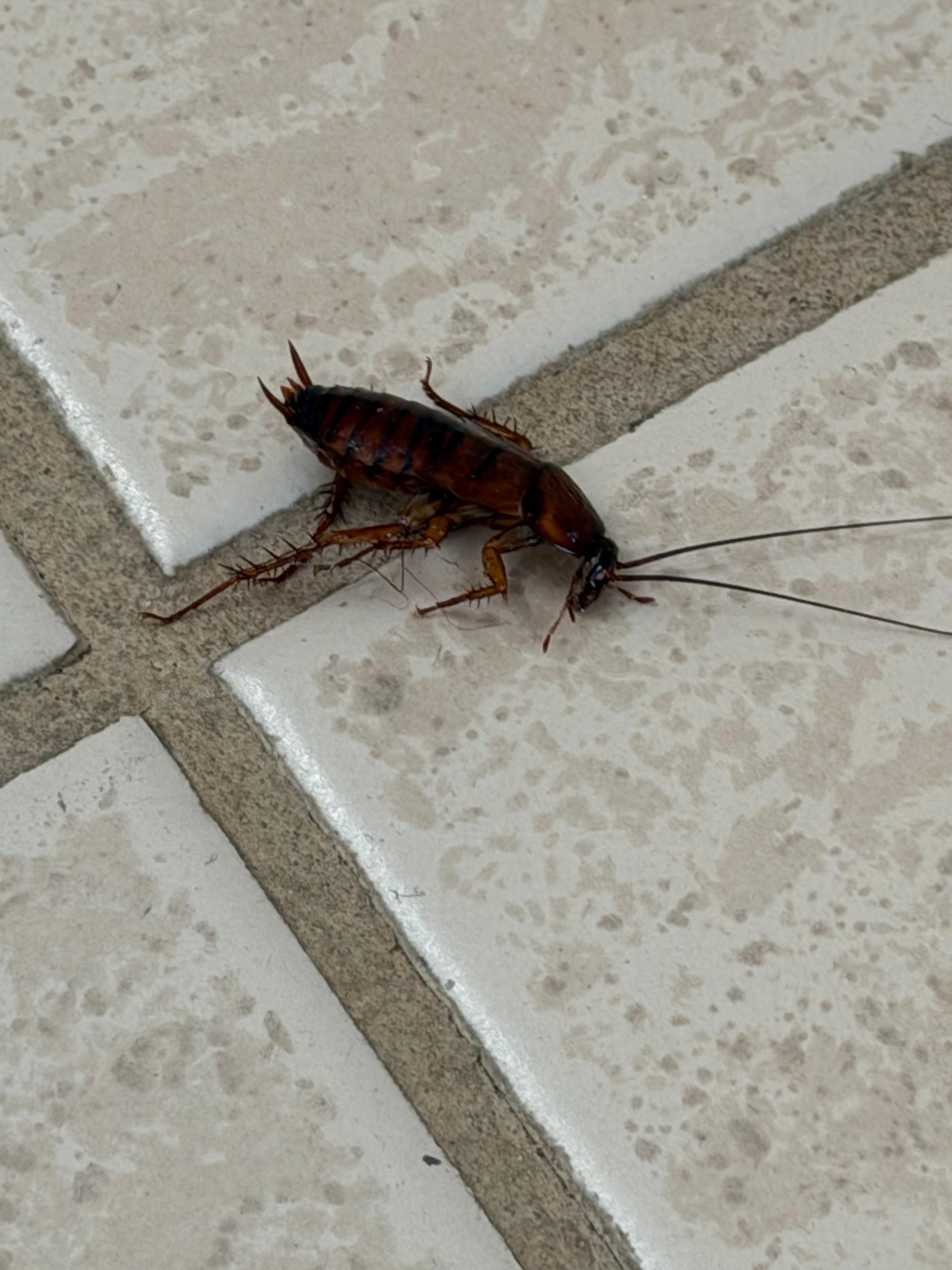 No description needed🤮