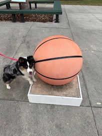 Our dog at the park across the street.