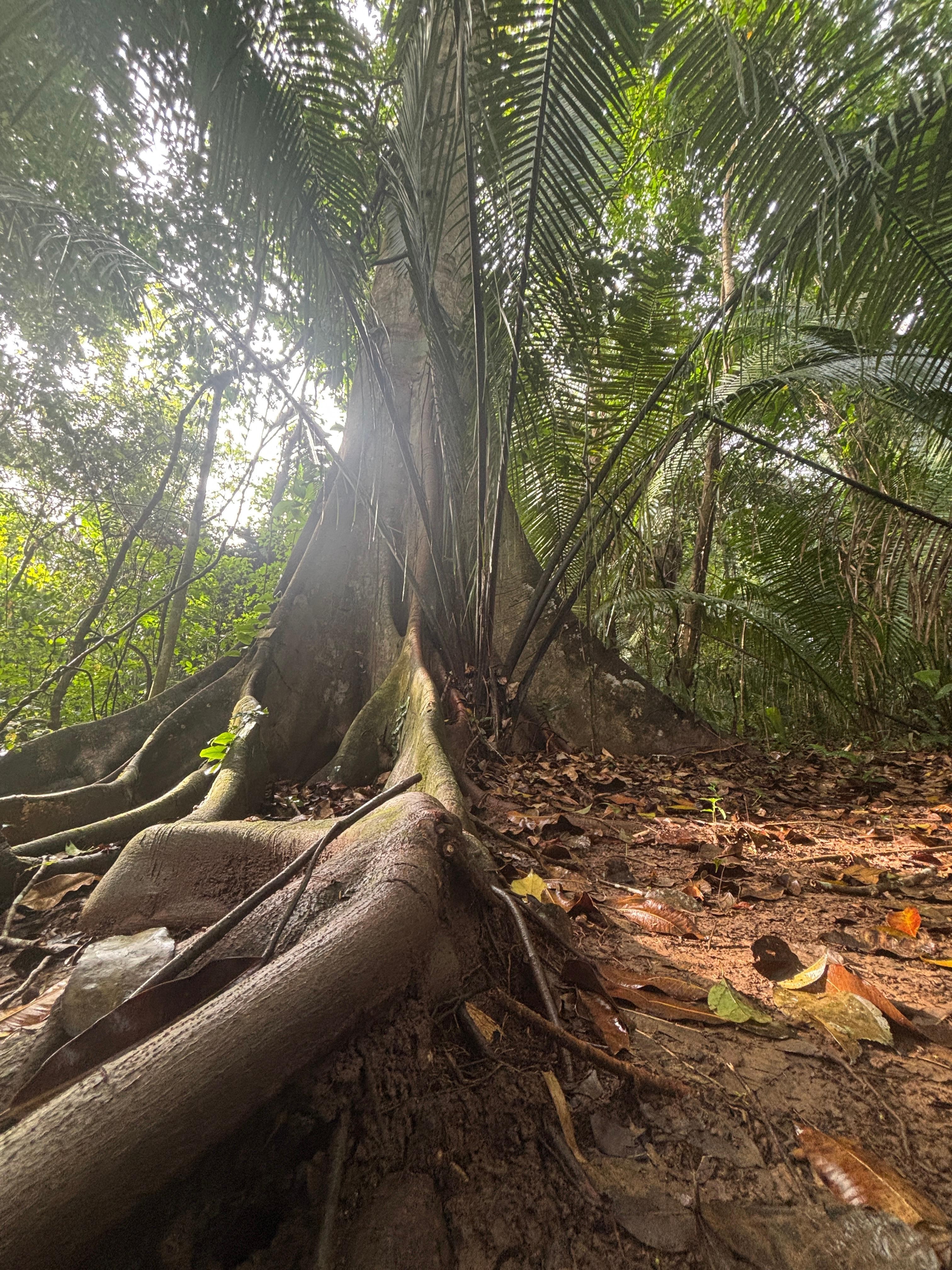 Fig Tree on Loop Trail