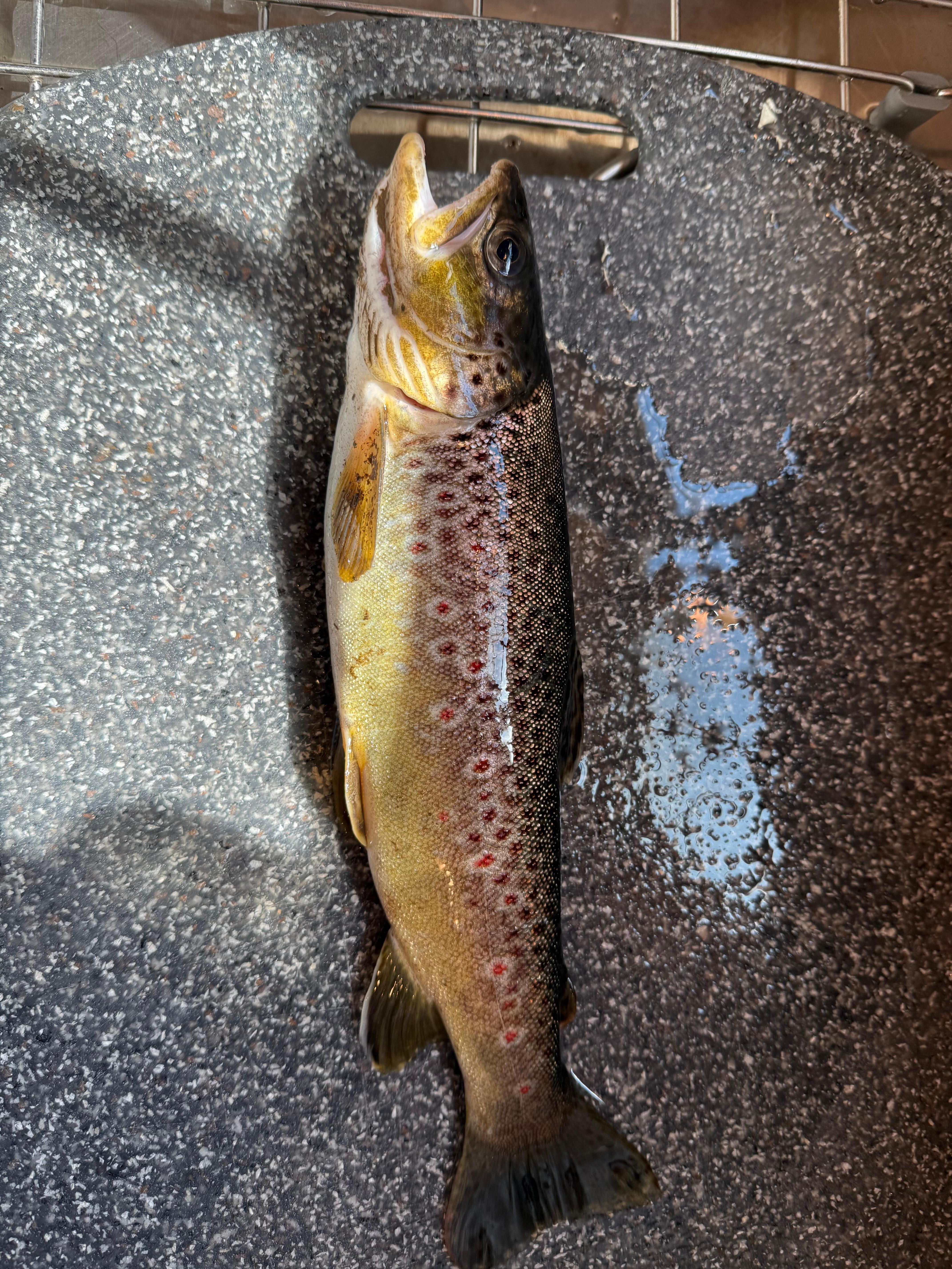 12" trout from the stream on the property