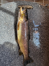12" trout from the stream on the property