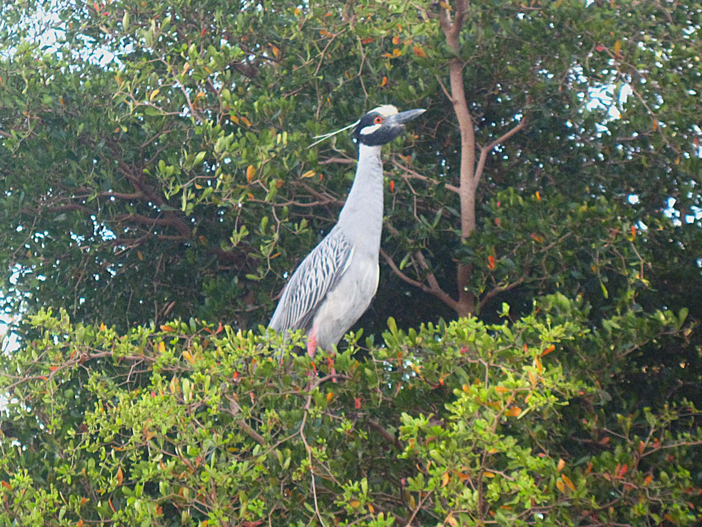 Yellow crowned night herons were nesting in a tree at the edge of the propoerty