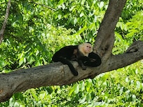Monkeys in the trees next to the beach!