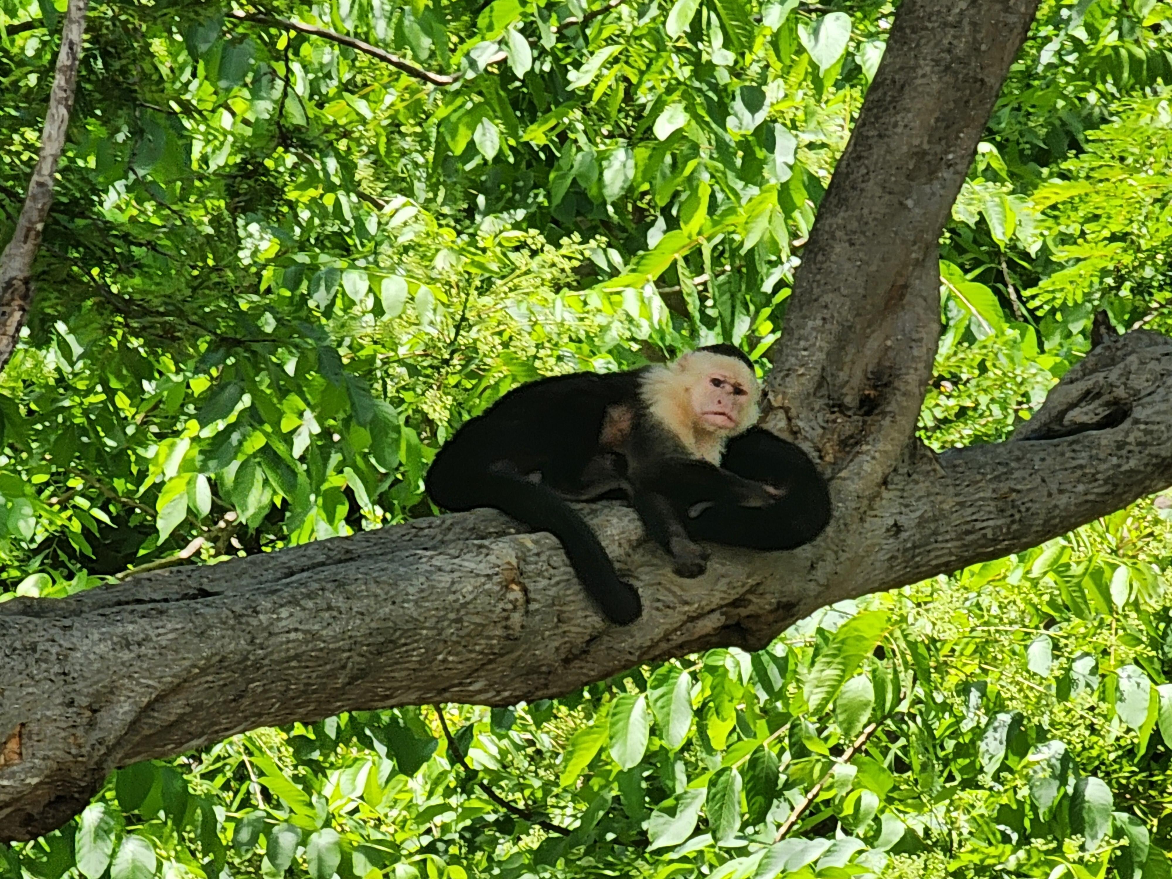Monkeys in the trees next to the beach!