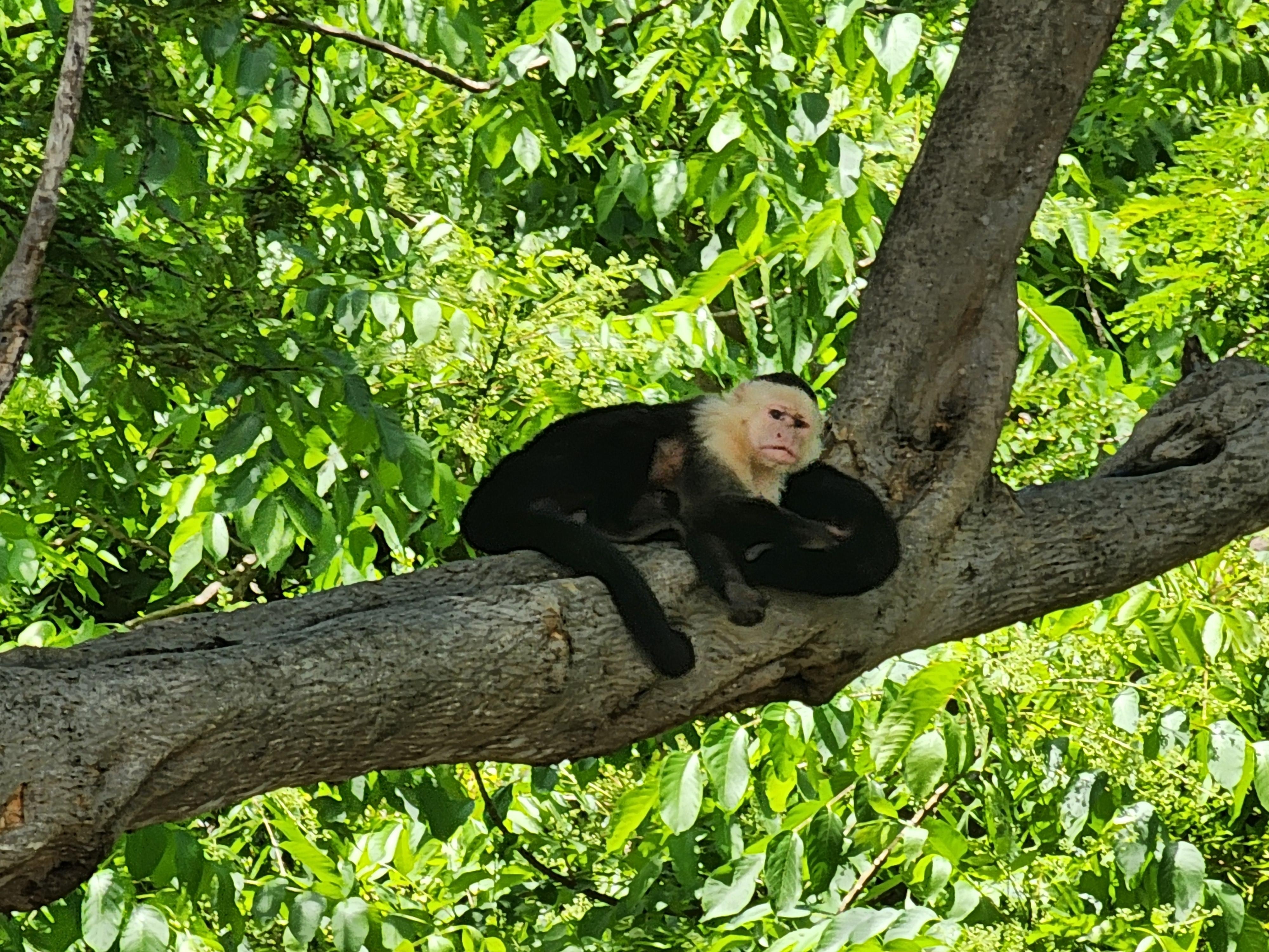 Monkeys in the trees next to the beach!