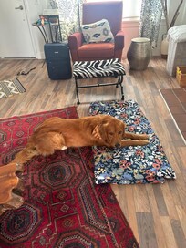 Dog blanket provided by the host!