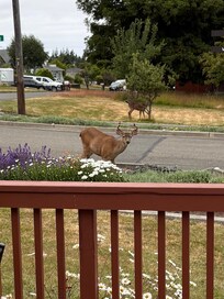 We had deer visiting us every day!