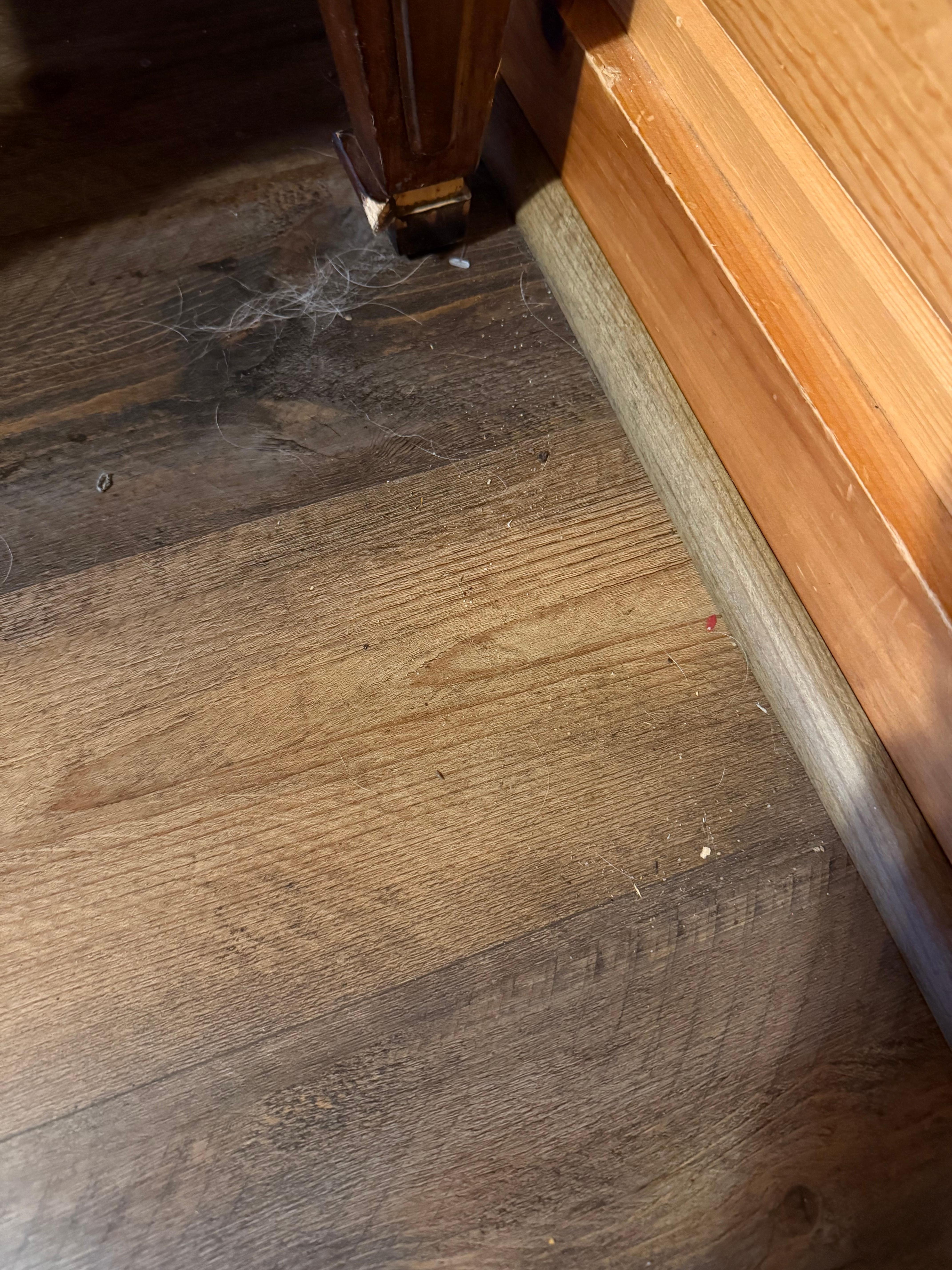 Dust bunnies, pet hair and unswept floors