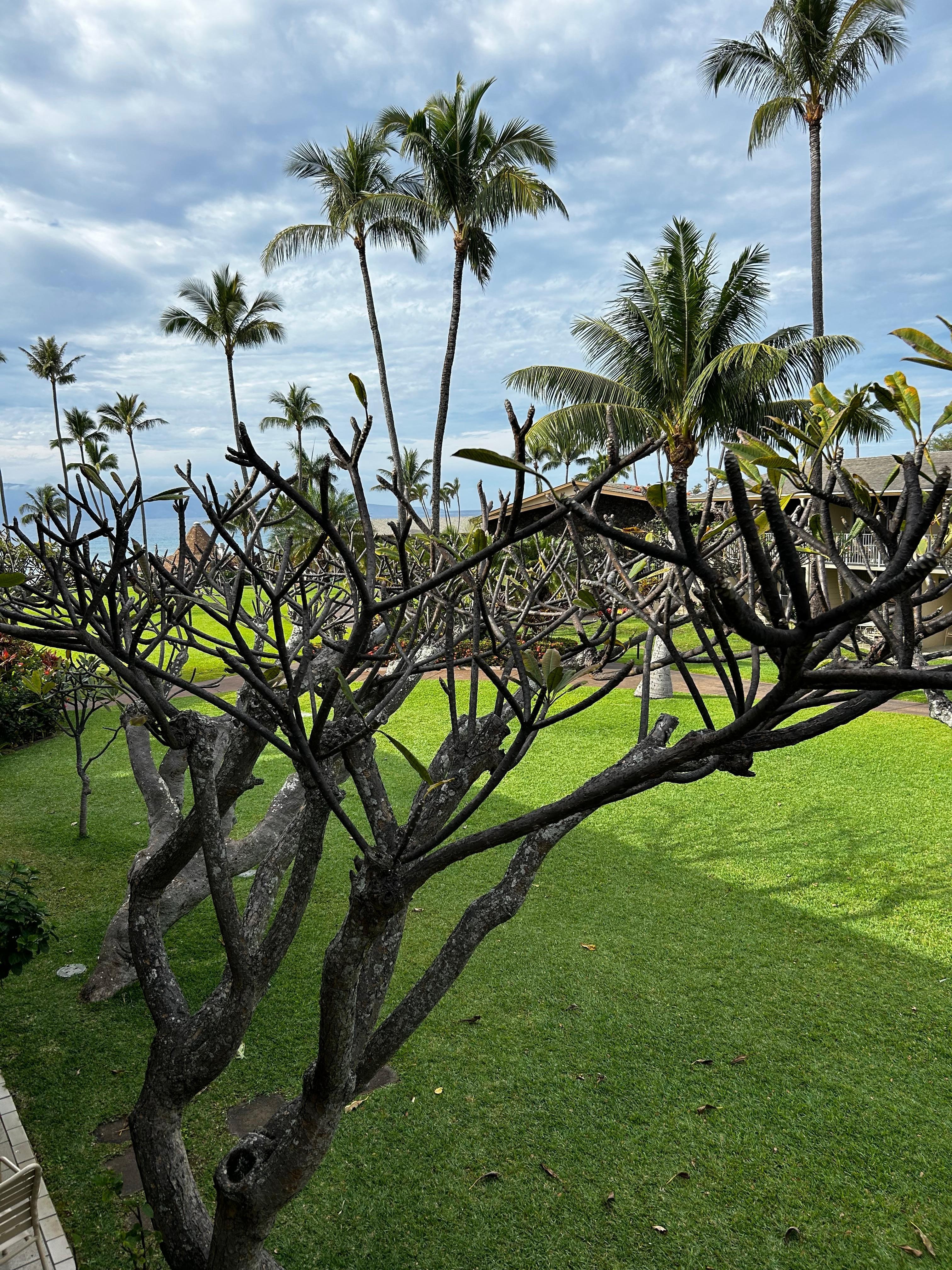 View from the lanai